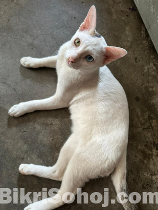 ছেলে বিড়াল